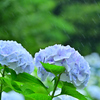 雨と紫陽花