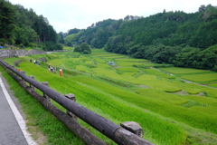 よこね田んぼ