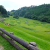 よこね田んぼ