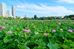 東京 上野 不忍池の夏 蓮の花