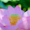 東京 上野 不忍池の夏 蓮の花