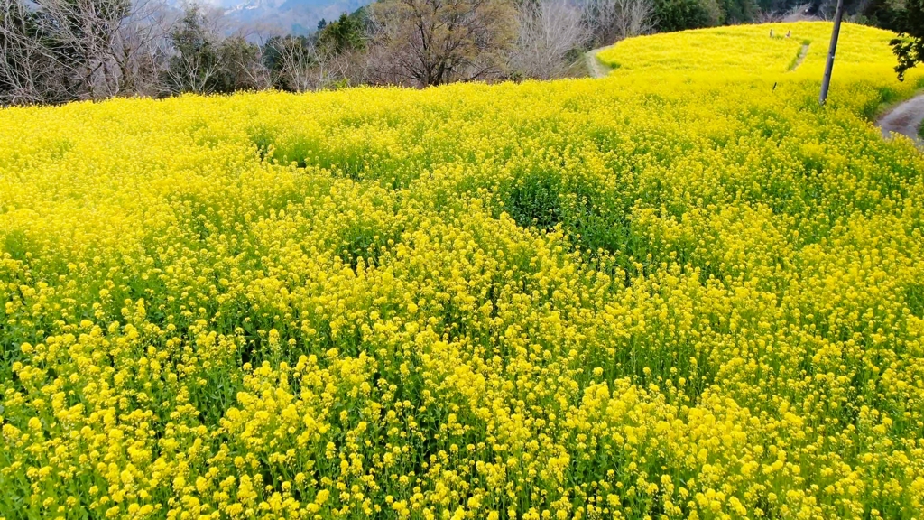 菜の花