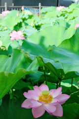 東京 上野 不忍池の夏 蓮の花