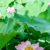東京 上野 不忍池の夏 蓮の花