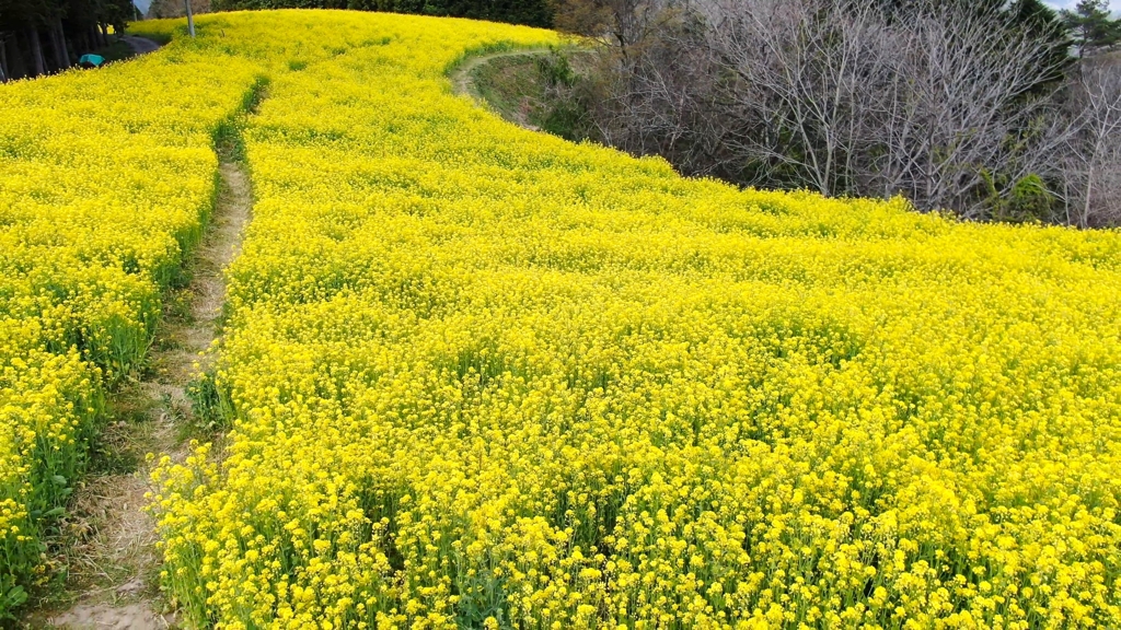 菜の花