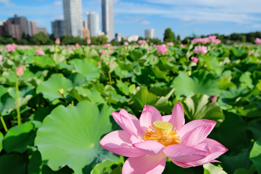 東京 上野 不忍池の夏 蓮の花