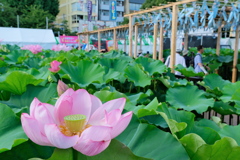 東京 上野 不忍池の夏 蓮の花