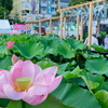 東京 上野 不忍池の夏 蓮の花