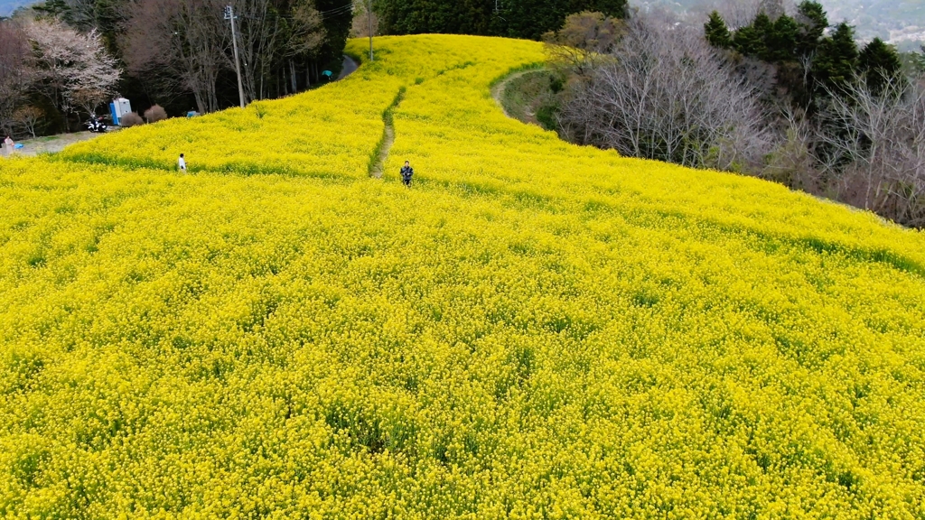 菜の花