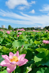 東京 上野 不忍池の夏 蓮の花