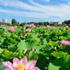 東京 上野 不忍池の夏 蓮の花