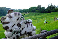 よこね田んぼ