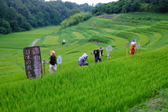 よこね田んぼ