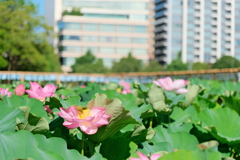 東京 上野 不忍池の夏 蓮の花