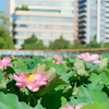 東京 上野 不忍池の夏 蓮の花