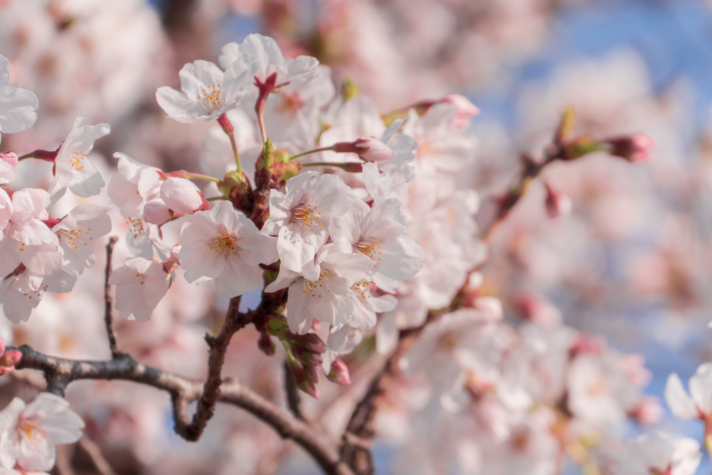 桜の森