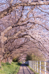 桜の花、舞い上がる道を