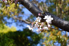 今年の桜