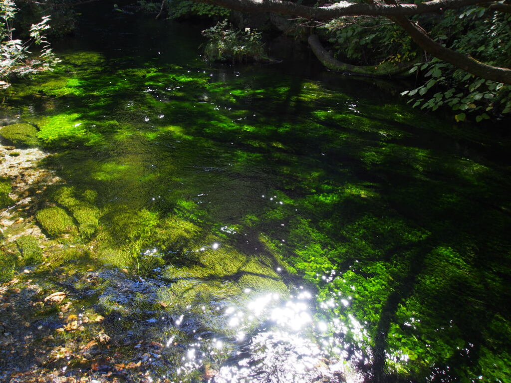 きらきら緑の水