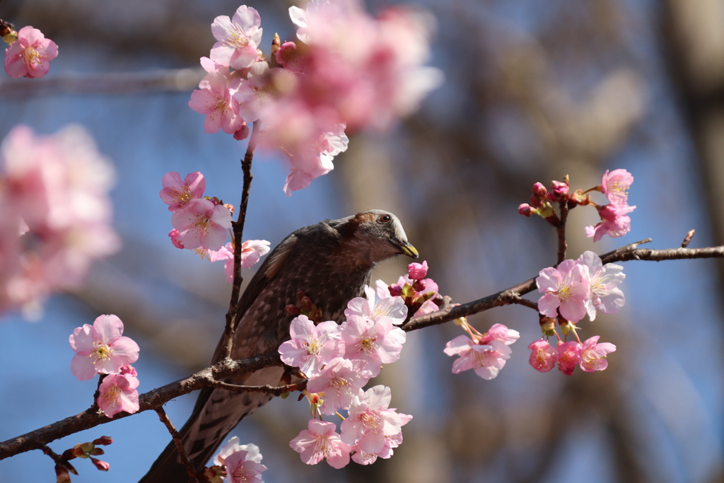 花の蜜、おいしい？