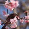 花の蜜、おいしい？