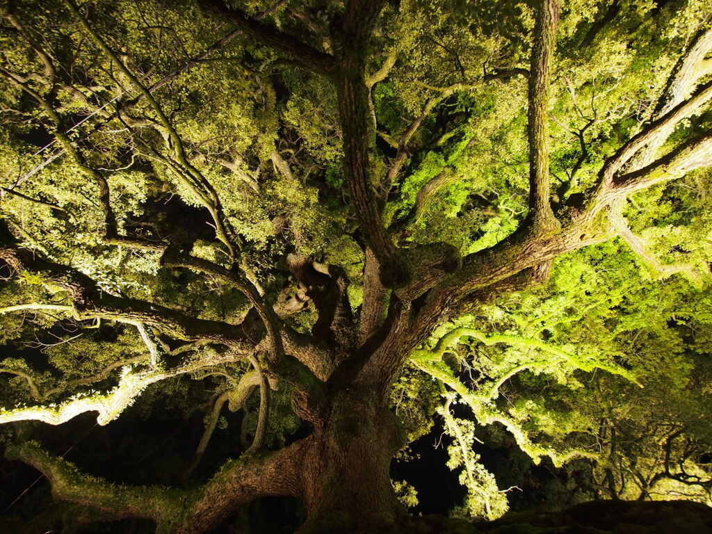 夜の巨木