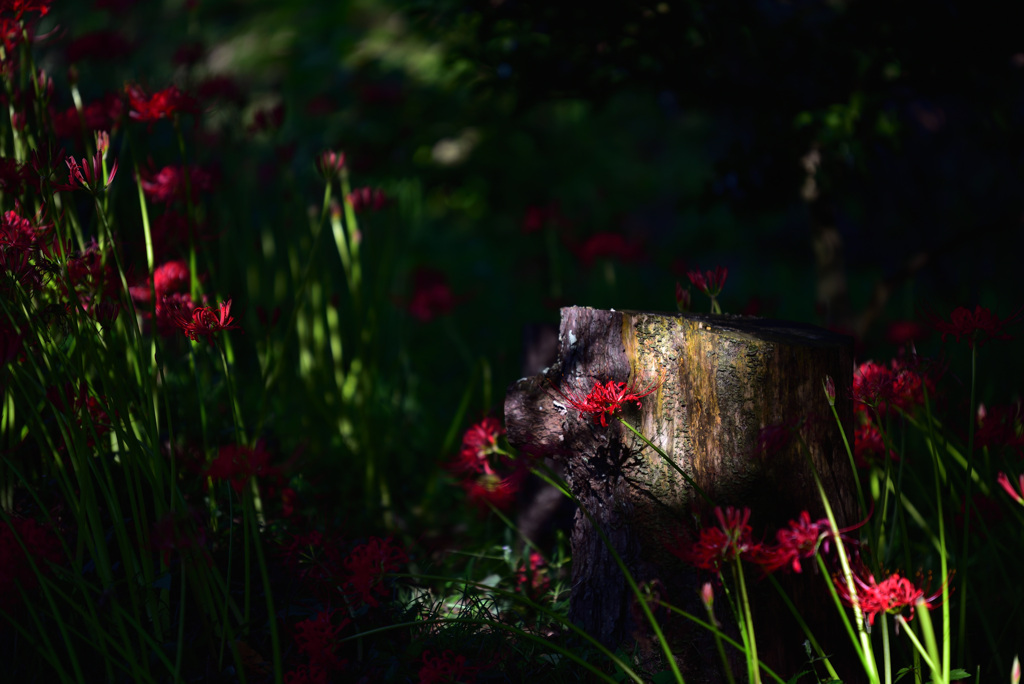Shadow of Lycoris