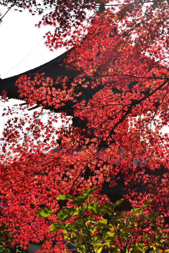 椛の壁