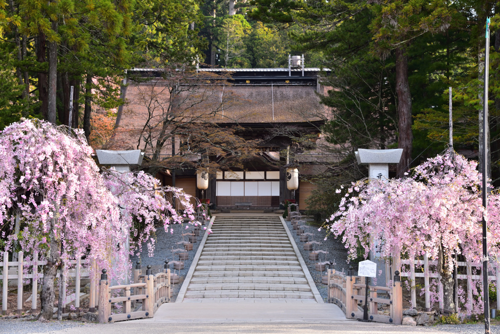 高野の枝垂れ桜