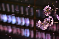 夜桜