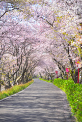 桜色の風景