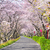 桜色の風景