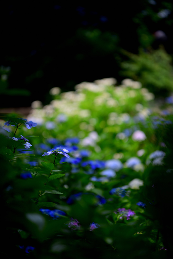 紫陽花の季節