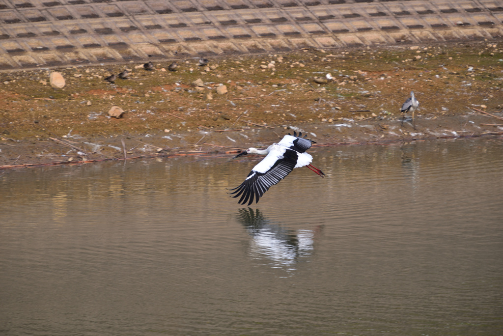 Stork of Hawk's nest