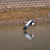Stork of Hawk's nest