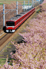 葉桜と京急
