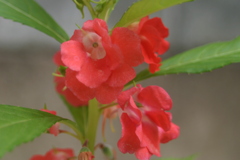 自宅の鳳仙花