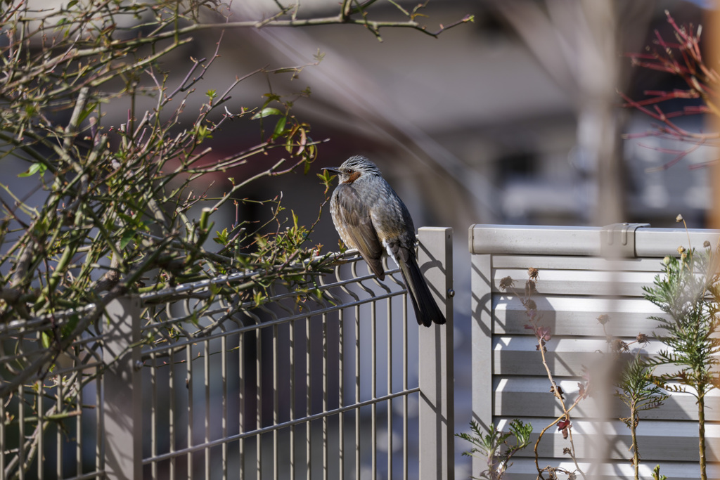 ヒヨドリさん日向ぼっこ