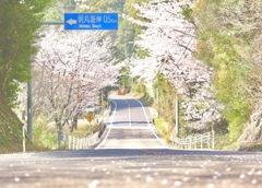 桜道