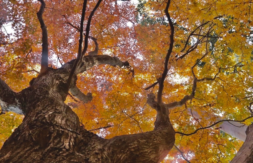 紅葉狩り