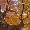 紅葉狩り