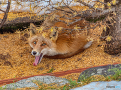 あくびする客人(´Д｀)