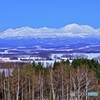 美馬牛と大雪