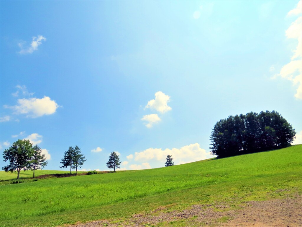 木々のコラボレーション