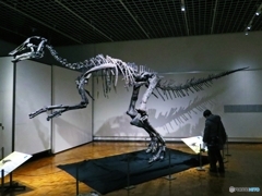 日本の恐竜（北海道博物館恐竜博にて）