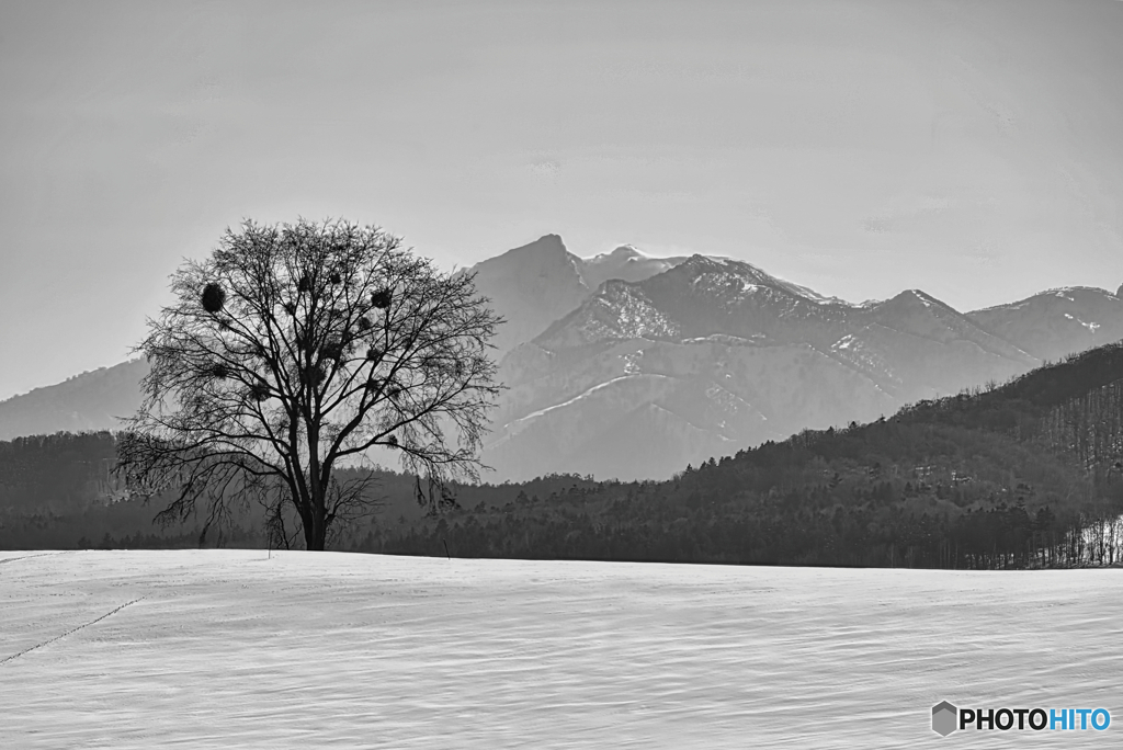 神聖な木 †o(・・;)ｱｰﾒﾝ