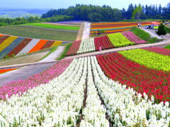 花咲く丘
