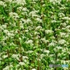 夏、蕎麦、可憐に咲く(*ᴗ͈ˬᴗ͈)ꕤ*.ﾟ