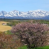さくら咲く風景