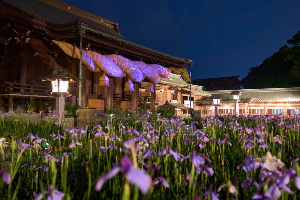 宮地嶽神社菖蒲まつり　３